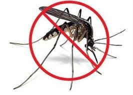 Η μάστιγα των κουνουπιών θα αποφευχθεί μόνο με άμεσα και έγκαιρα μέτρα