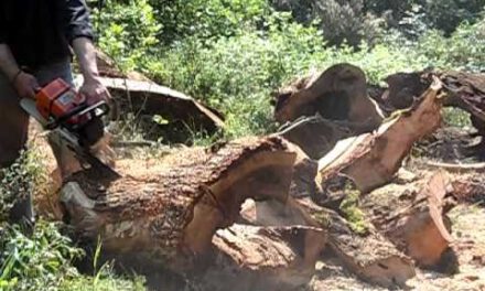 Σφαγή αιωνόβιων δέντρων στο Στρουμπί