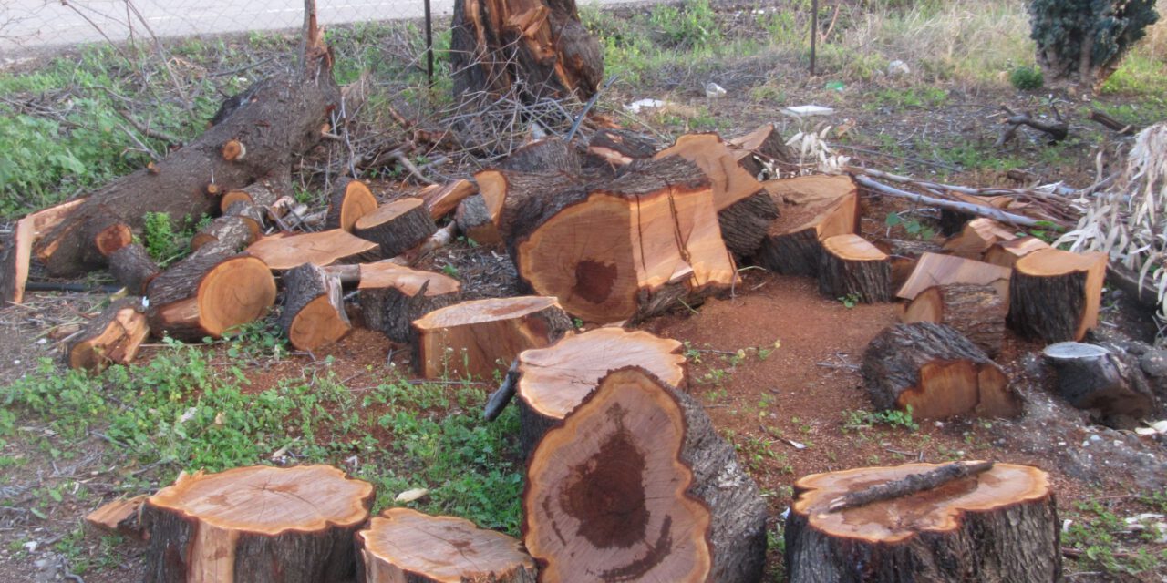 Σφαγή δέντρων στη Φασούλα Πάφου