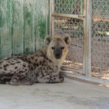 Ποιος κοροϊδεύει ποιον κ. Κουγιάλη για το Melios Zoo Park;