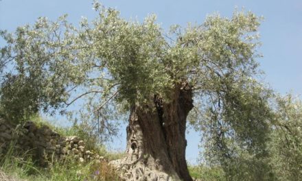 Κινδυνεύουν αιωνόβια δέντρα στα Μέσανα της Πάφου