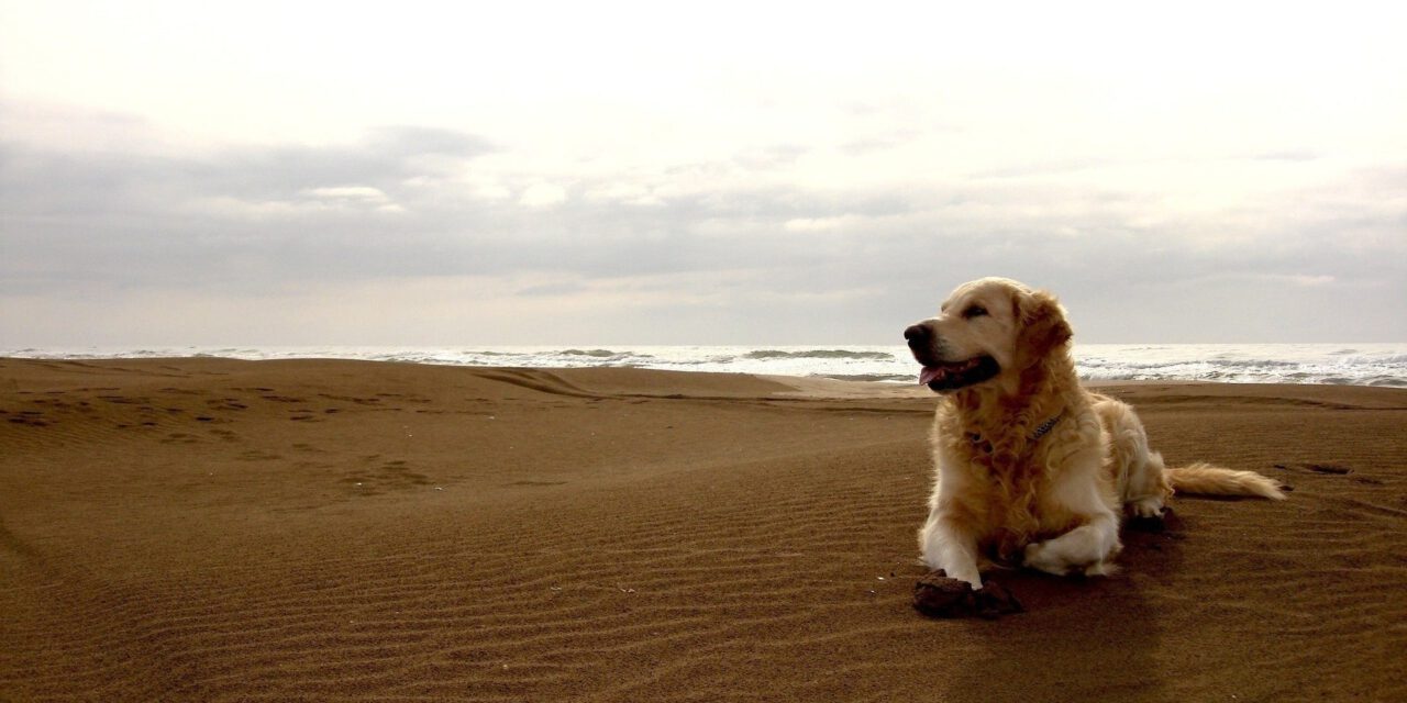 Οι παραλίες για σκύλους στην Κύπρο