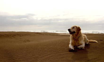 Οι παραλίες για σκύλους στην Κύπρο