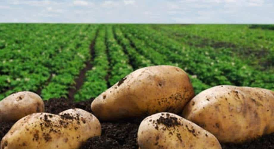 Ο Οικοαγροτικός καταδικάζει την αλόγιστη εισαγωγή πατατών από τα κατεχόμενα εδάφη