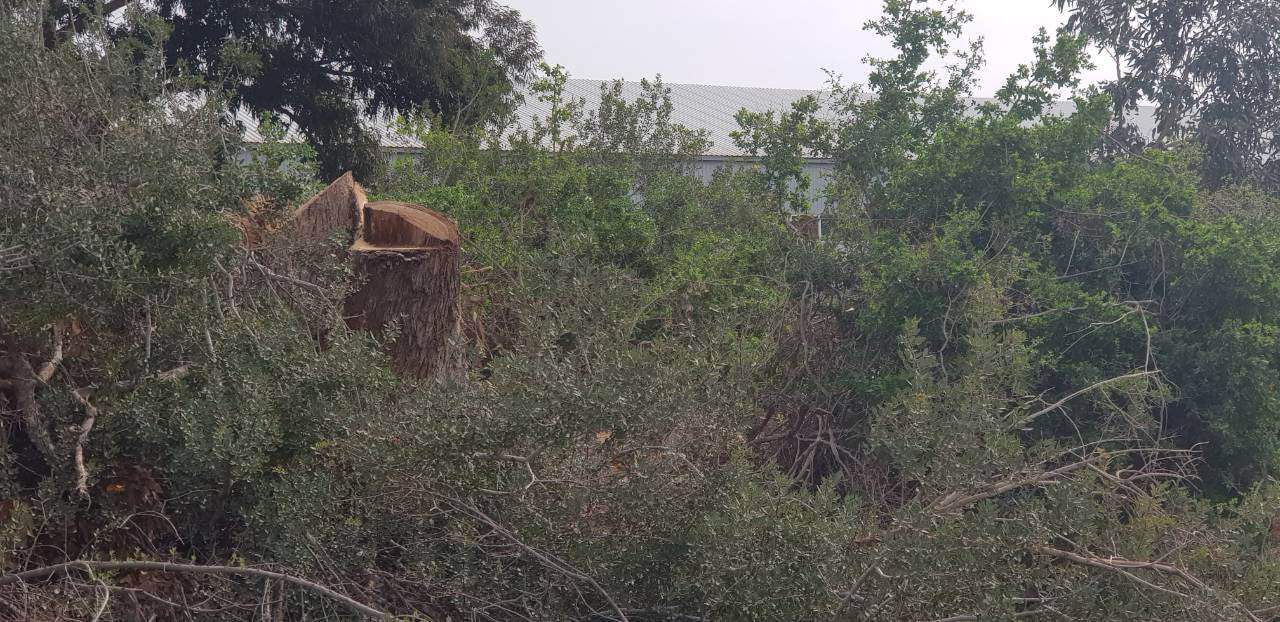 Συνεχίζονται οι θυσίες του πράσινου, στον βωμό της «Ανάπτυξης»