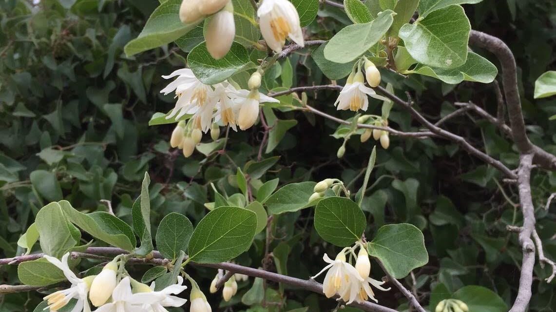 Γιορτάζουμε την Παγκόσμια Ημέρα Δασών στην 1η γιορτή Στερατζιάς