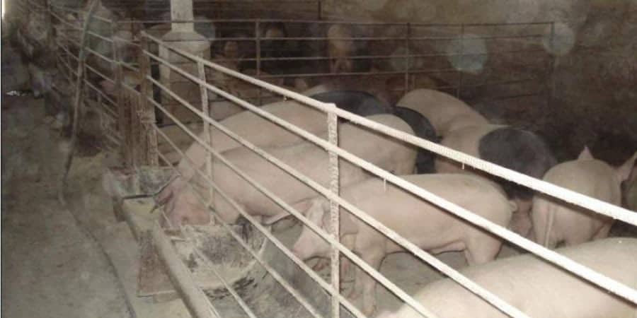 Η Ορούντα ξεσηκώνεται για τα χοιροστάσια