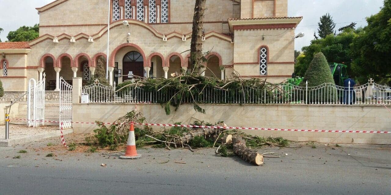Συνεχίζεται η σφαγή δέντρων στην Πάφο