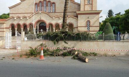 Συνεχίζεται η σφαγή δέντρων στην Πάφο
