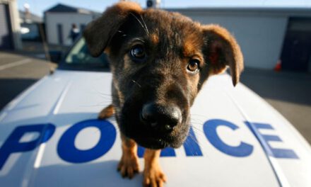 Απαιτούμε την παραδειγματική τιμωρία αυτών που δολοφονούν τα σκυλιά στην Πάφο με λεπίδες και επαναφέρουμε την απαίτηση για δημιουργία αστυνομίας ζώων