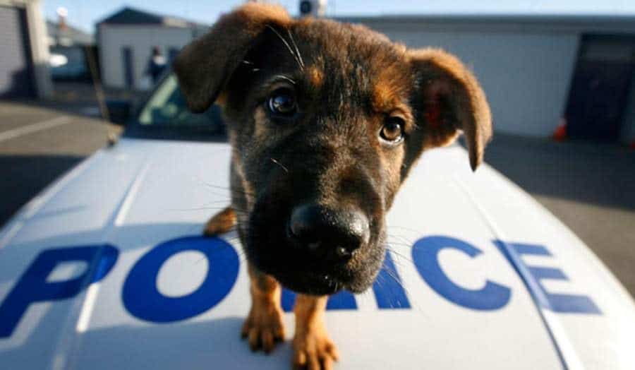 Πυροβολούν ακόμα τους  σκύλους  στην Κύπρο και η “αστυνομία για τα ζώα” αποδεικνύεται ακόμα ένα «δεσμεύομαι».