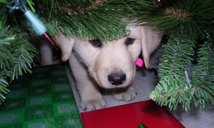 Τα ζώα δεν είναι Χριστουγεννιάτικα δώρα