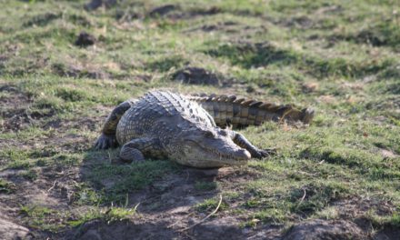 Αναγκαία η  τροποποίηση του υπουργικού διατάγματος για την εισαγωγή και διάθεση στην Κύπρο του είδους crocodylus niloticus