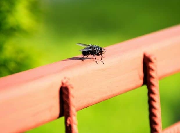 Αφόρητη η κατάσταση με τις μύγες στην Άχνα