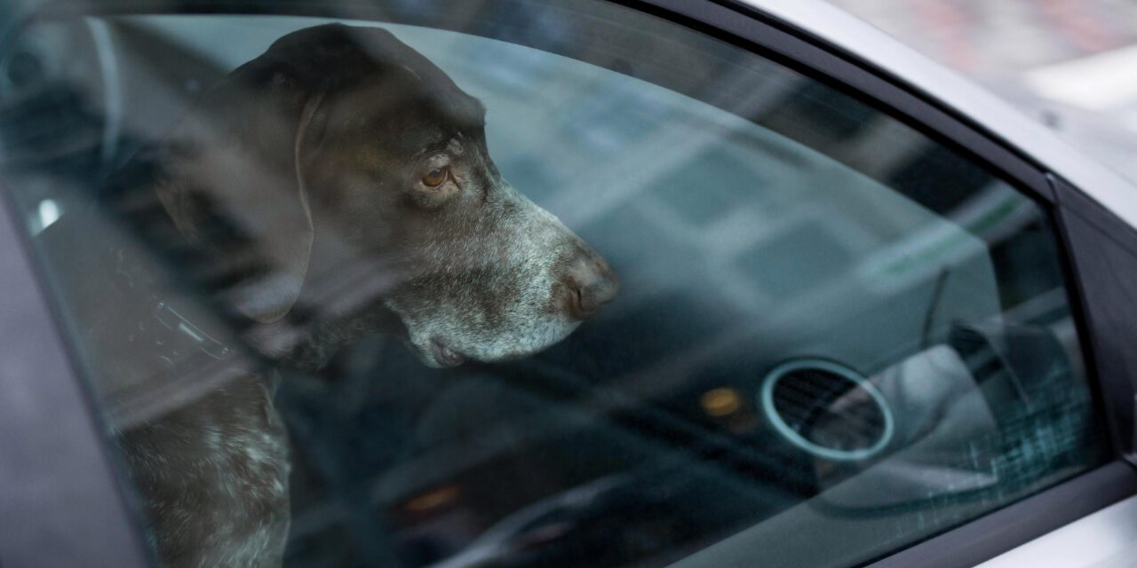 Η παραμονή σκύλου μέσα σε αυτοκίνητο υπό συνθήκες καύσωνα είναι έγκλημα