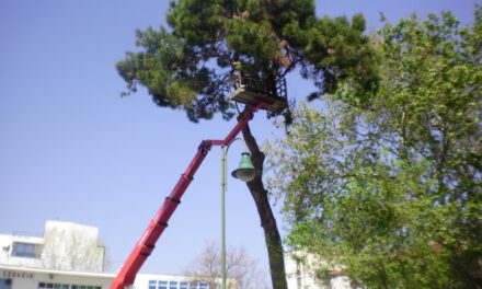 Καταγγελίες για αλόγιστη κοπή δέντρων στα σχολεία λόγω έργων περίφραξης καθώς η Ευρωπαϊκή Ένωση γιορτάζει την Ευρωπαϊκή Εβδομάδα Περιβάλλοντος (European Green Week )