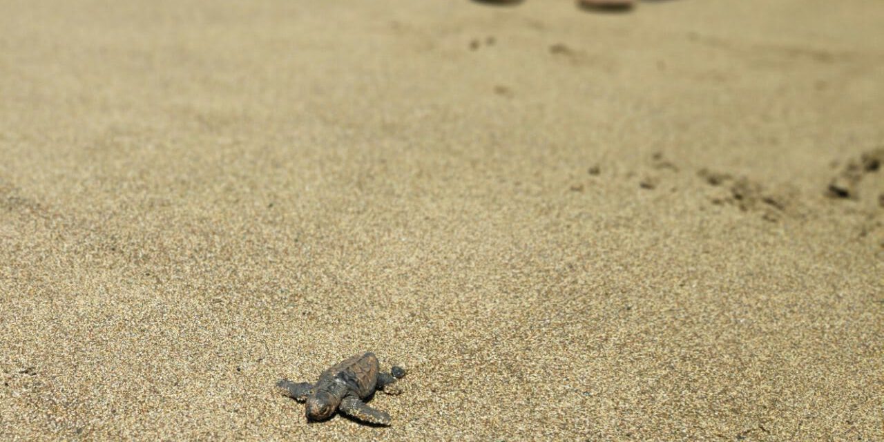 Αφήστε τις χελώνες να γεννούν – ελεύθερα και καθαρά – στη Λάρα