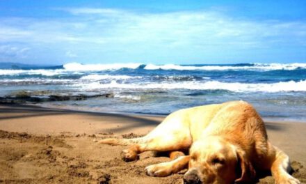 Ήρθε η ώρα να τερματιστεί η απαράδεκτη γενική απαγόρευση της παρουσίας ζώων στις ακτές και παραλίες.