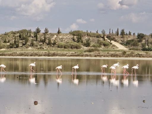 Παγκόσμια ημέρα Υγροβιότοπων στις 2 Φεβρουαρίου ή αλλιώς πεθαίνουν τα πουλιά στις Αλυκές.