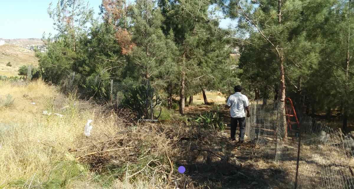 Κινδυνεύει ένα ολόκληρο δάσος από πεύκα λόγω κακών σχεδιασμών του τμήματος υδάτων