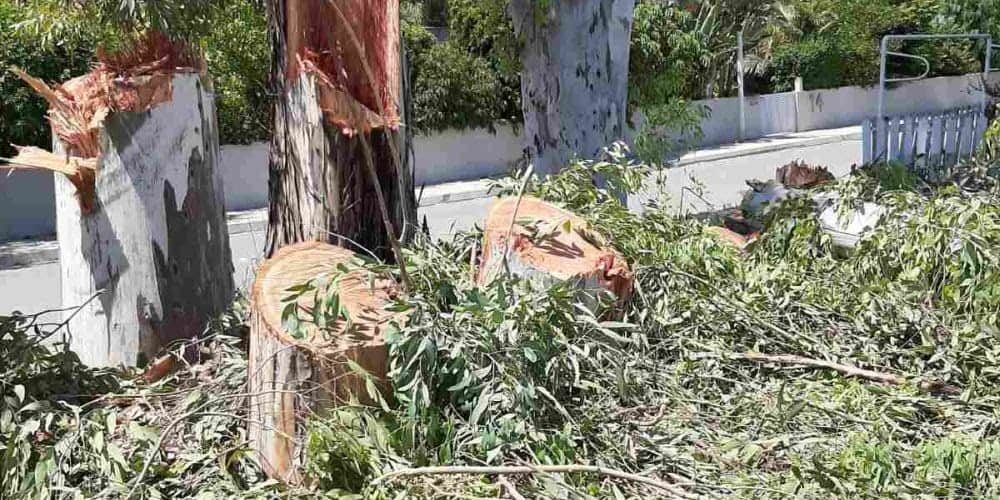 Άλλο ένα περιβαλλοντικό έγκλημα με παράνομη εκκοπή δέντρων στη Λακατάμεια