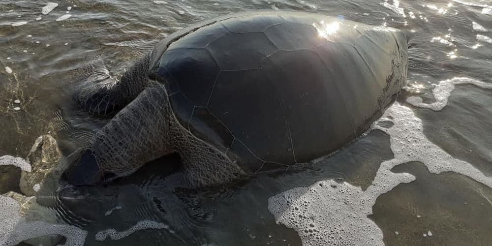 Δύο νεκρές χελώνες στη Λάρνακα μετά από μια βδομάδα στρατιωτικών βολών