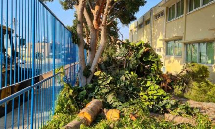 Περιβαλλοντικό έγκλημα με αποκοπή δέντρων σε σχολείο στην Πάφο