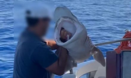 Καταδικάζουμε την κακομεταχείριση καρχαρία στην Επαρχία Λάρνακας