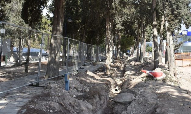 Νέα σφαγή δένδρων στο Δασούδι Πάφου