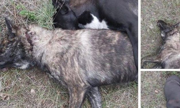 Εικόνες φρίκης ακόμη μιας δολοφονίας ανυπεράσπιστων ζώων στον Λυθροδόντα