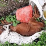 Άθλιες συνθήκες διαβίωσης ζώων στο Αρεδιού. Νεκρά ζώα δίπλα από τα κλουβιά