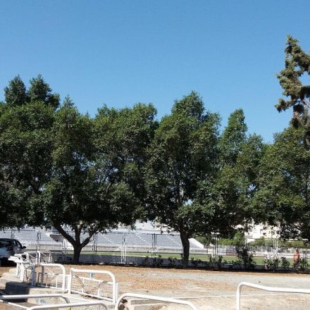 Συμπαρατασσόμαστε με την Σχολική Εφορία Λεμεσού και το ΕΤΕΚ. Όχι στην καταστροφή του πάρκου για να δημιουργηθεί κυκλικός κόμβος παρά το Λανίτειο Γυμνάσιο