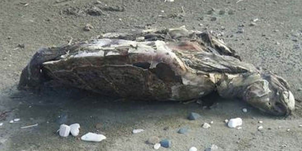 Θλίψη και προβληματισμός για τις νεκρές χελώνες στην Επαρχία Λάρνακας