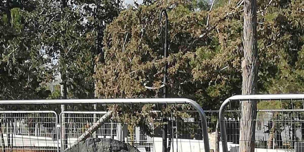 Συνεχίζονται οι συνέπειες του περιβαλλοντικού εγκλήματος «σφαγής» δέντρων στην Πάφο