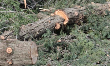 Οργή και θυμός για την αυθαίρετη κοπή 30 υγιέστατων δέντρων σε κοιμητήριο στο Πελέντρι