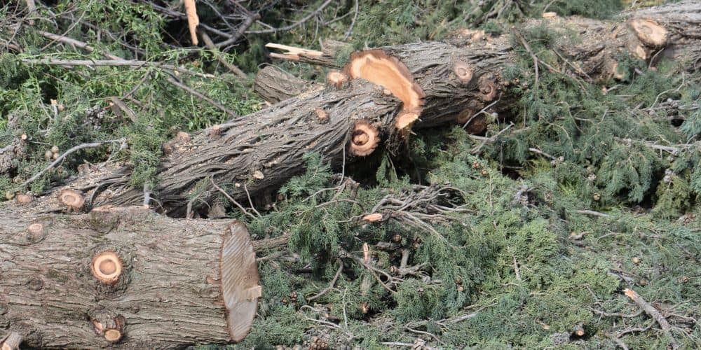 Οργή και θυμός για την αυθαίρετη κοπή 30 υγιέστατων δέντρων σε κοιμητήριο στο Πελέντρι