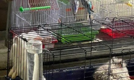 Παράνομη η χρήση ζώων και πουλιών ως έπαθλα στο καζαντί