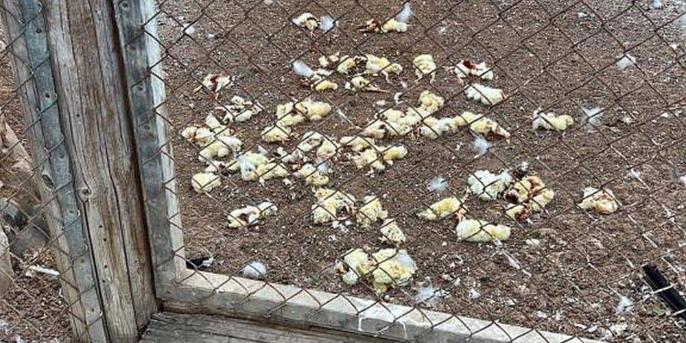 Ζητούμε για πολλοστή φορά το κλείσιμο όλων των ζωολογικών κήπων που λειτουργούν στην Κύπρο είτε ιδιωτικοί, είτε κυβερνητικοί