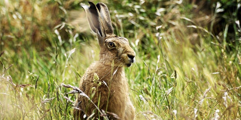 Εκφράζουμε τον αποτροπιασμό μας για την βίαιη θανάτωση λαγών