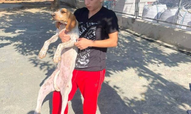 Αδυναμία του αρμόδιου τμήματος του δήμου Λεμεσού να παραλάβει άμεσα κτυπημένο αδέσποτο σκυλάκι σε αυλή σχολείου στην Λεμεσό