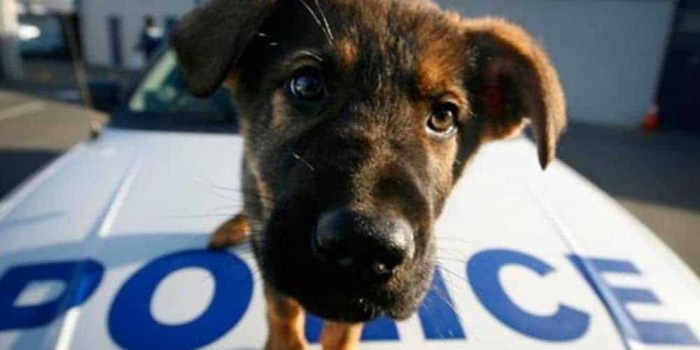 Ανύπαρκτη η Αστυνομία των Ζώων στην Λευκωσία