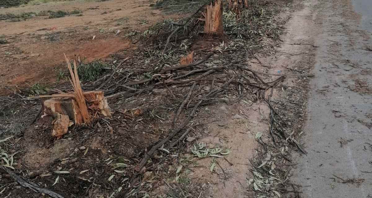 Μαζική εκκοπή δέντρων για την κατασκευή αυτοκινητόδρομου στην Λευκωσία και οι υπερφίαλες εξαγγελίες του Προέδρου της Δημοκρατίας