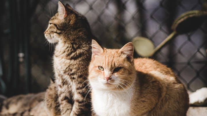 Επικίνδυνη η έξαρση των περιστατικών Λοιμώδους περιτονίτιδας στις γάτες