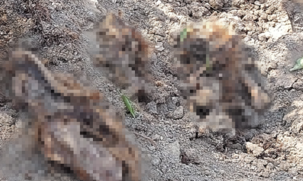 Δεκάδες θαμμένοι σκύλοι στην επαρχία Λευκωσίας. Η ευημερία των ζώων στην Κύπρο έφτασε στον πάτο