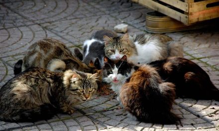 Χαιρετίζουμε την απόφαση του Υπουργικού Συμβούλιο για τα αποθέματα σκευασμάτων κατά του κορωνοϊού στις γάτες
