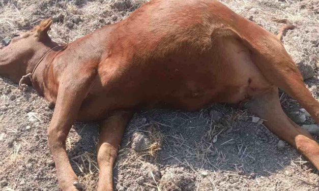 Νεκρές αγελάδες στο Λιβάδι Ακρωτηρίου