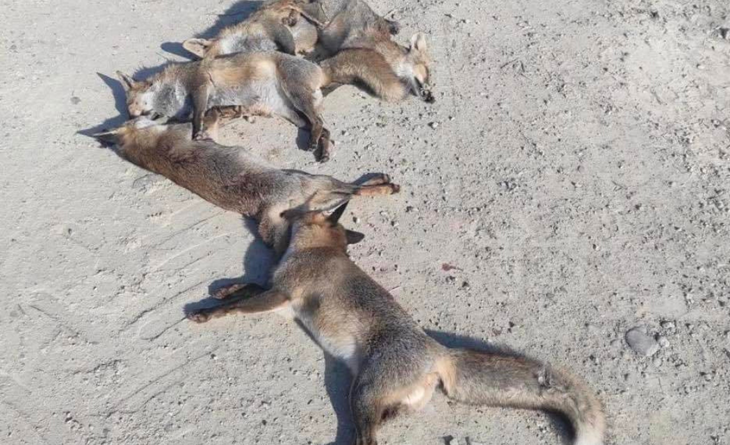 Φρίκη για τη θανάτωση αλεπούδων στον Κοτσιάτη – Ζητούμε άμεση διερεύνηση
