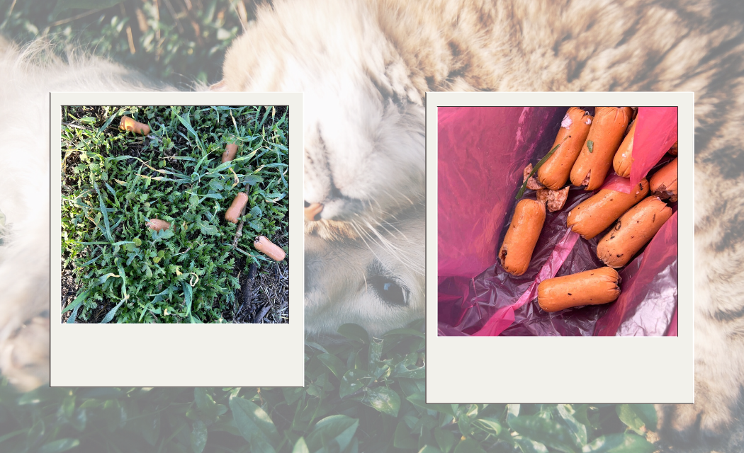 Οι απόπειρες θανάτωσης ζώων στον Στρόβολο συνεχίζονται