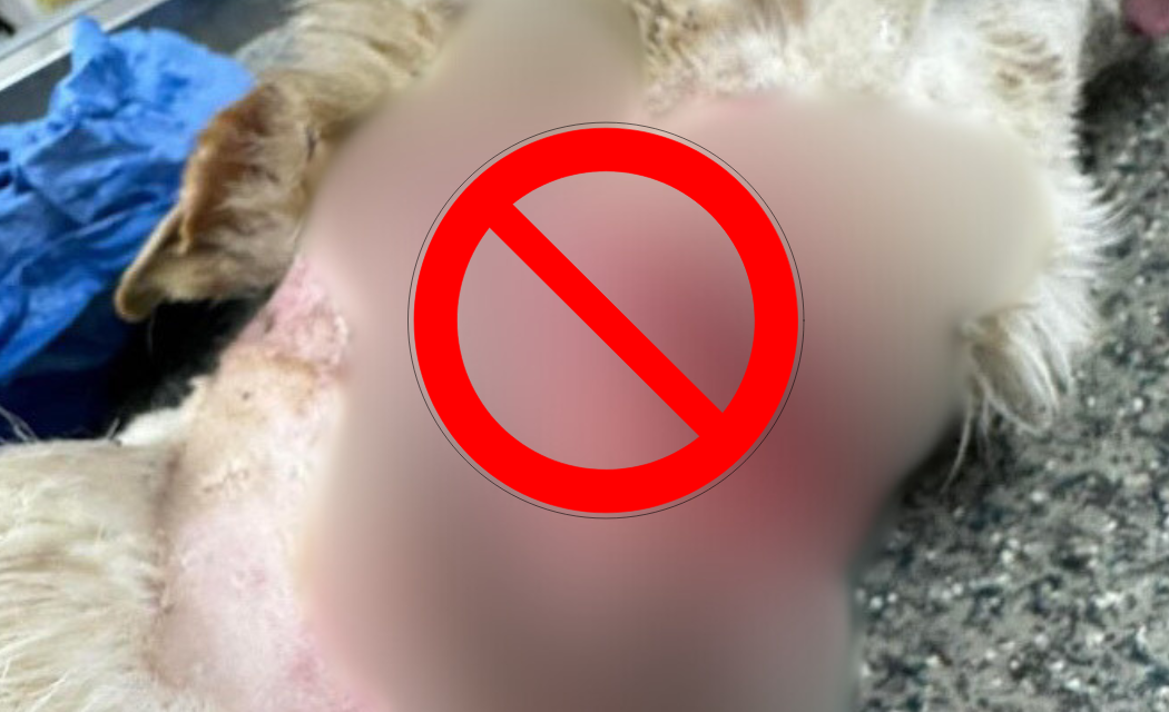 Επιτακτική ανάγκη η πλήρης απαγόρευση της χρήσης ηλεκτρικών περιλαίμιων σε σκυλιά