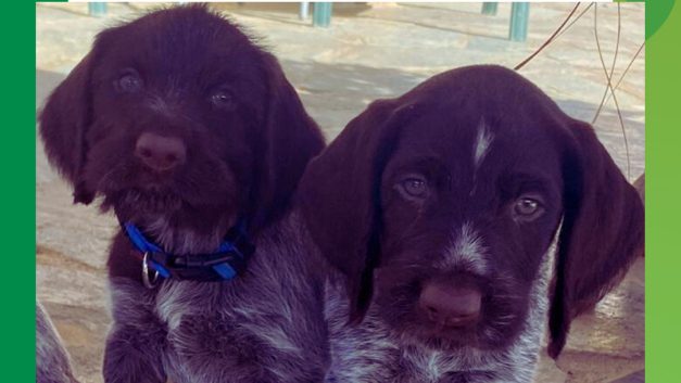 Φρικιαστικό περιστατικό με εν ψυχρώ δολοφονία δύο σκύλων στην Πάφο